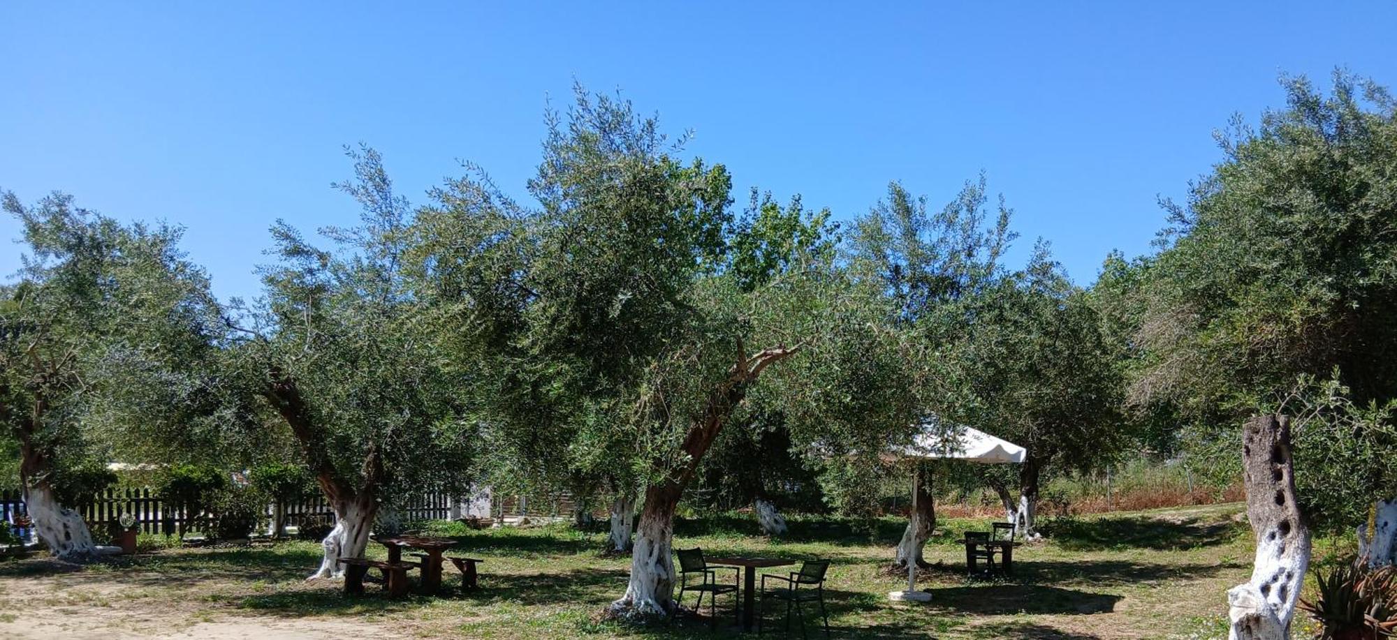 Bed and Breakfast Olive House Marathias Zewnętrze zdjęcie